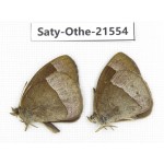 Mycalesis francisca. China, Yunnan, Dali, Fengyi town. 2M. Saty-Othe-21554.