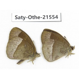 Mycalesis francisca. China, Yunnan, Dali, Fengyi town. 2M. Saty-Othe-21554.