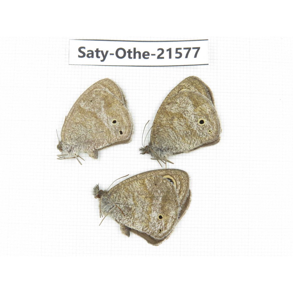 Ypthima sp. China, Yunnan, Dali, Fengyi town. 2M1F. Saty-Othe-21577.
