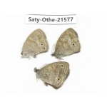 Ypthima sp. China, Yunnan, Dali, Fengyi town. 2M1F. Saty-Othe-21577.