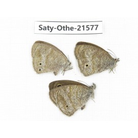 Ypthima sp. China, Yunnan, Dali, Fengyi town. 2M1F. Saty-Othe-21577.
