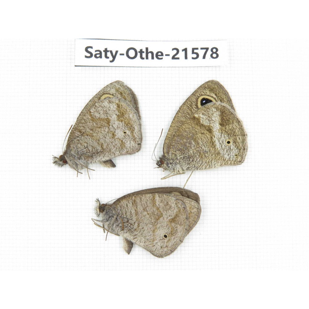 Ypthima sp. China, Yunnan, Dali, Fengyi town. 2M1F. Saty-Othe-21578.