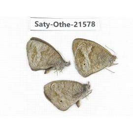 Ypthima sp. China, Yunnan, Dali, Fengyi town. 2M1F. Saty-Othe-21578.