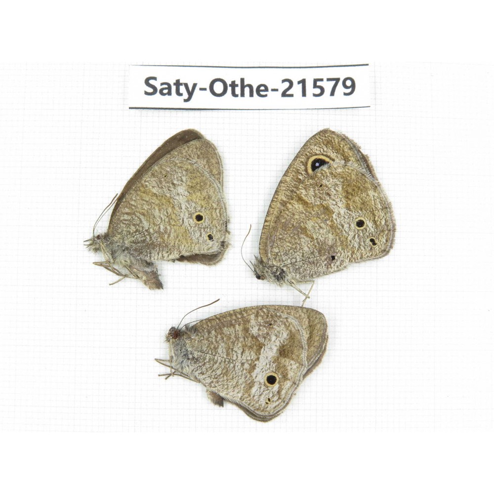 Ypthima sp. China, Yunnan, Dali, Fengyi town. 2M1F. Saty-Othe-21579.