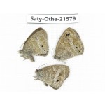Ypthima sp. China, Yunnan, Dali, Fengyi town. 2M1F. Saty-Othe-21579.