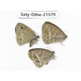 Ypthima sp. China, Yunnan, Dali, Fengyi town. 2M1F. Saty-Othe-21579.