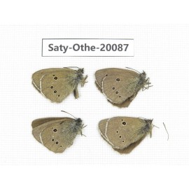 Aphantopus hyperantus ssp. China, Yunnan, Lijiang, C of Mt. Yunling. 4M. Saty-Othe-20087.