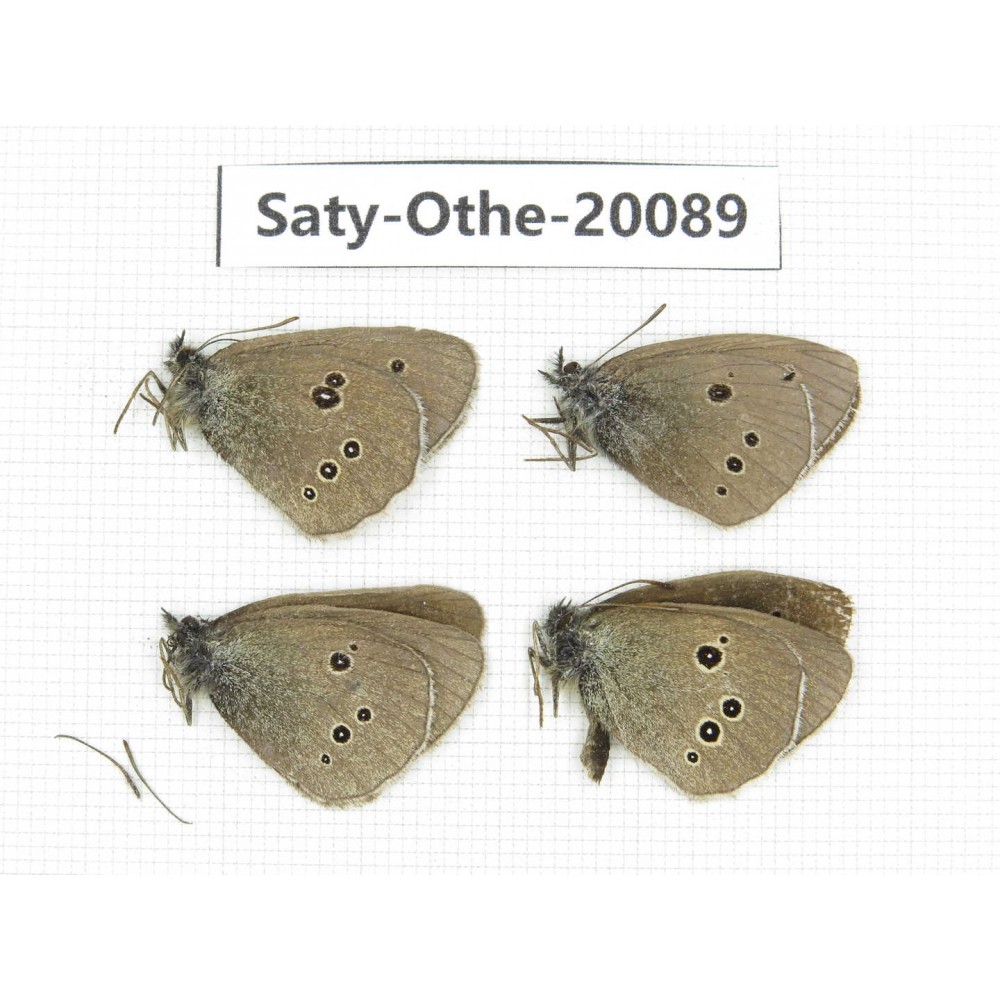 Aphantopus hyperantus ssp. China, Yunnan, Lijiang, C of Mt. Yunling. 4M. Saty-Othe-20089.