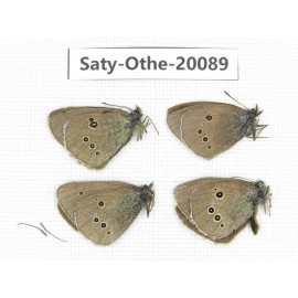 Aphantopus hyperantus ssp. China, Yunnan, Lijiang, C of Mt. Yunling. 4M. Saty-Othe-20089.