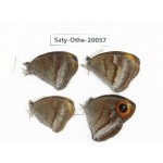 Callerebia polyphemus. China, Yunnan, Lijiang, N of Mt.Yunling. 4M. Saty-Othe-20057.