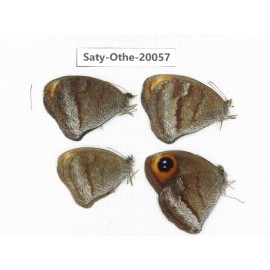 Callerebia polyphemus. China, Yunnan, Lijiang, N of Mt.Yunling. 4M. Saty-Othe-20057.