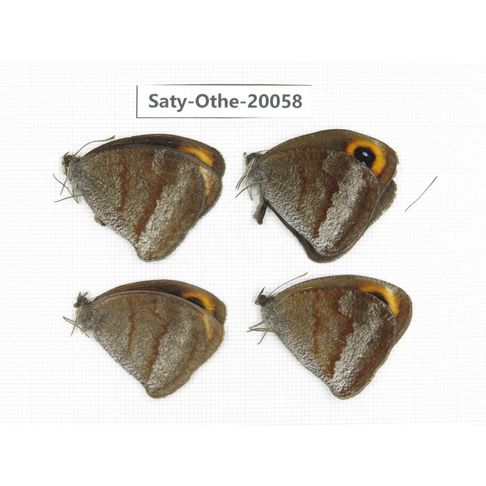 Callerebia polyphemus. China, Yunnan, Lijiang, N of Mt.Yunling. 4M. Saty-Othe-20058.