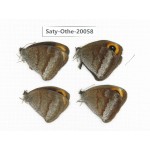 Callerebia polyphemus. China, Yunnan, Lijiang, N of Mt.Yunling. 4M. Saty-Othe-20058.