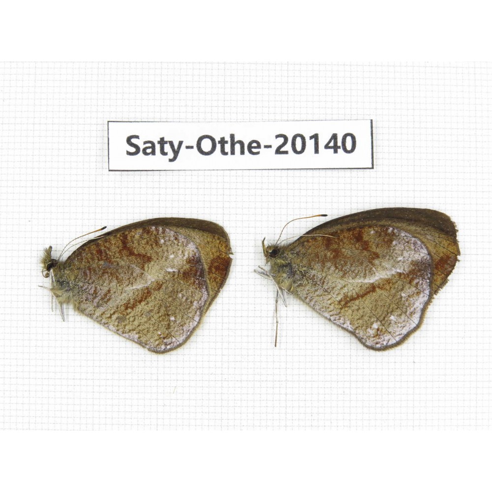 Hemadara delavayi. China, Yunnan, Lijiang, N of Mt.Yunling. 2M. Saty-Othe-20140.