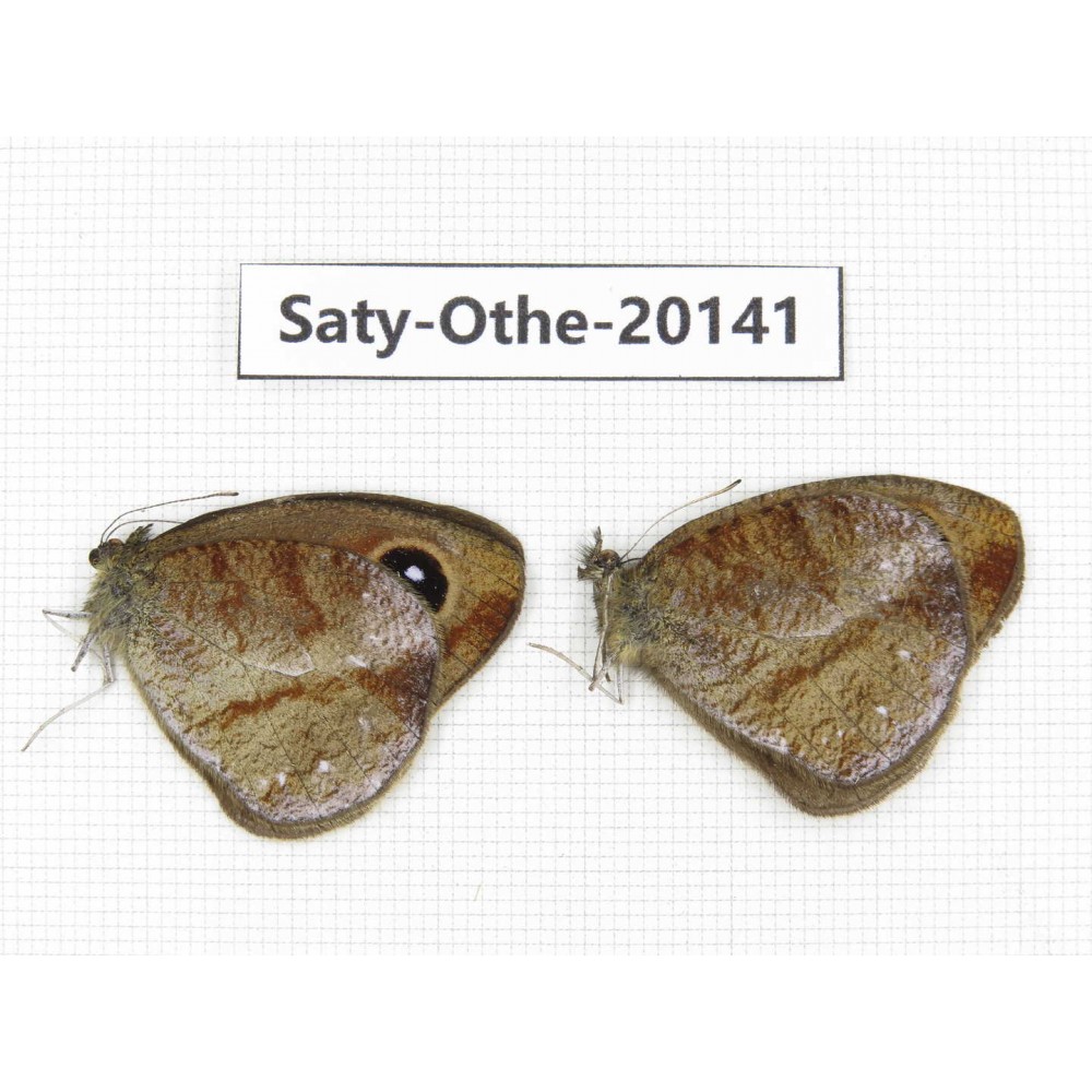 Hemadara delavayi. China, Yunnan, Lijiang, N of Mt.Yunling. 2M. Saty-Othe-20141.