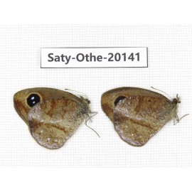 Hemadara delavayi. China, Yunnan, Lijiang, N of Mt.Yunling. 2M. Saty-Othe-20141.