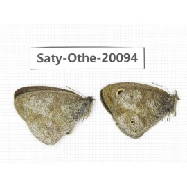 Ypthima sp. China, Yunnan, Lijiang, N of Mt. Yunling. 2M. Saty-Othe-20094.