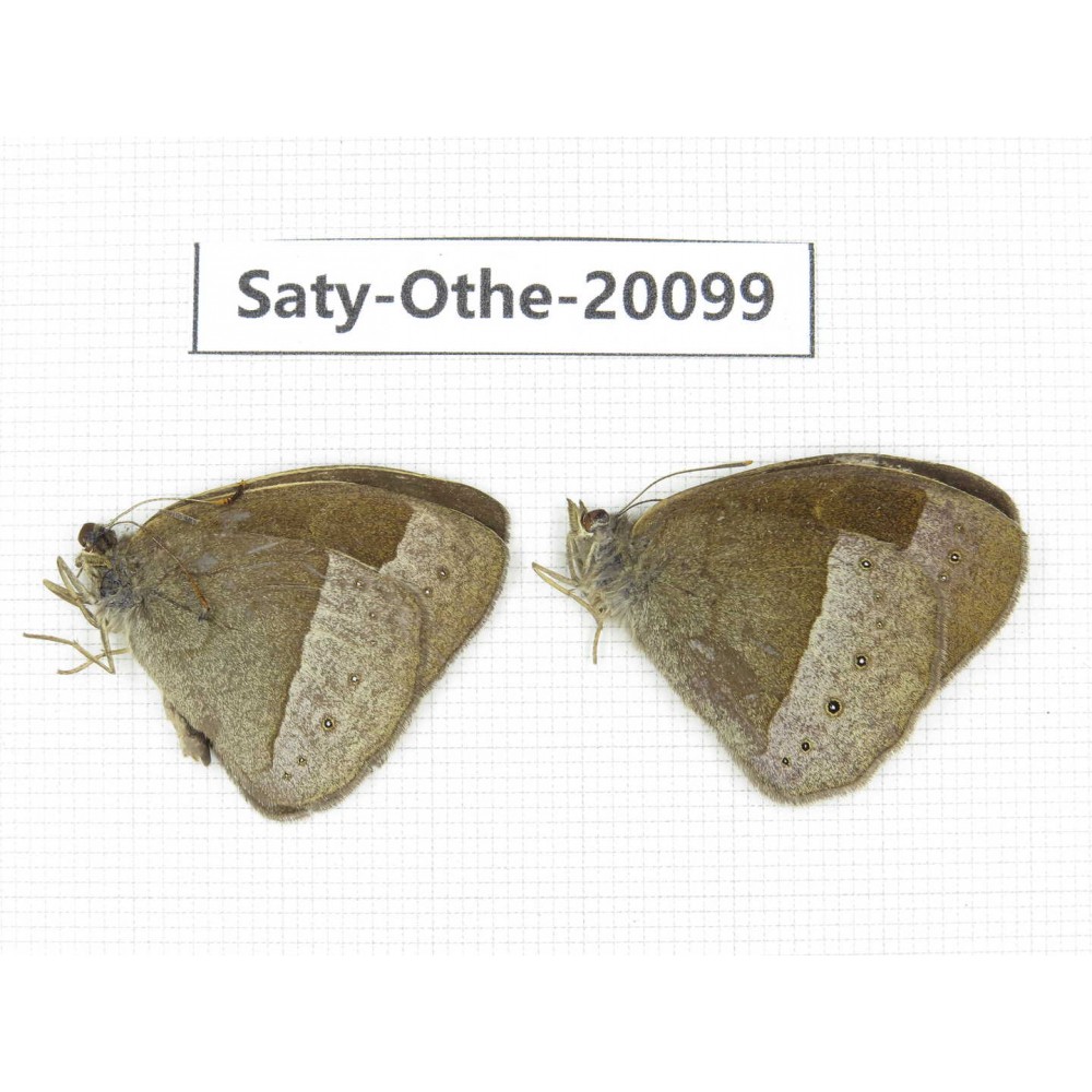 Mycalesis francisca. China, Yunnan, Lijiang, N of Mt. Yunling. 2M. Saty-Othe-20099.