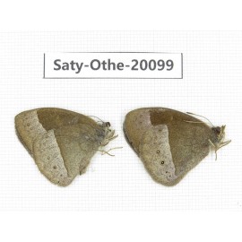 Mycalesis francisca. China, Yunnan, Lijiang, N of Mt. Yunling. 2M. Saty-Othe-20099.