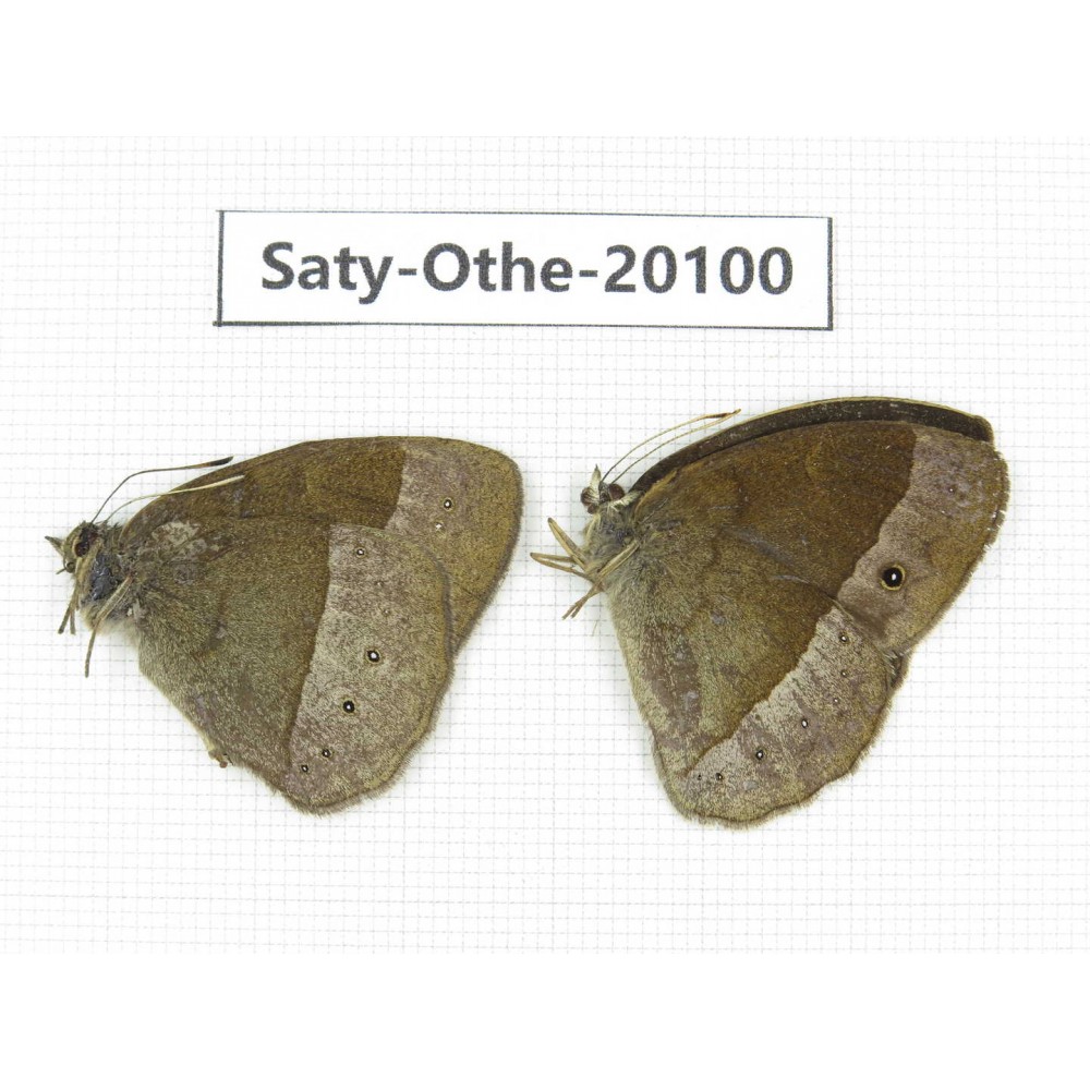 Mycalesis francisca. China, Yunnan, Lijiang, N of Mt. Yunling. 2M. Saty-Othe-20100.