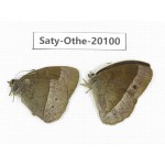 Mycalesis francisca. China, Yunnan, Lijiang, N of Mt. Yunling. 2M. Saty-Othe-20100.