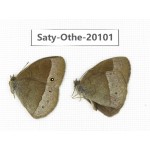 Mycalesis francisca. China, Yunnan, Lijiang, N of Mt. Yunling. 2M. Saty-Othe-20101.