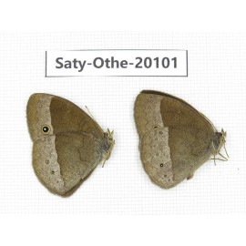 Mycalesis francisca. China, Yunnan, Lijiang, N of Mt. Yunling. 2M. Saty-Othe-20101.