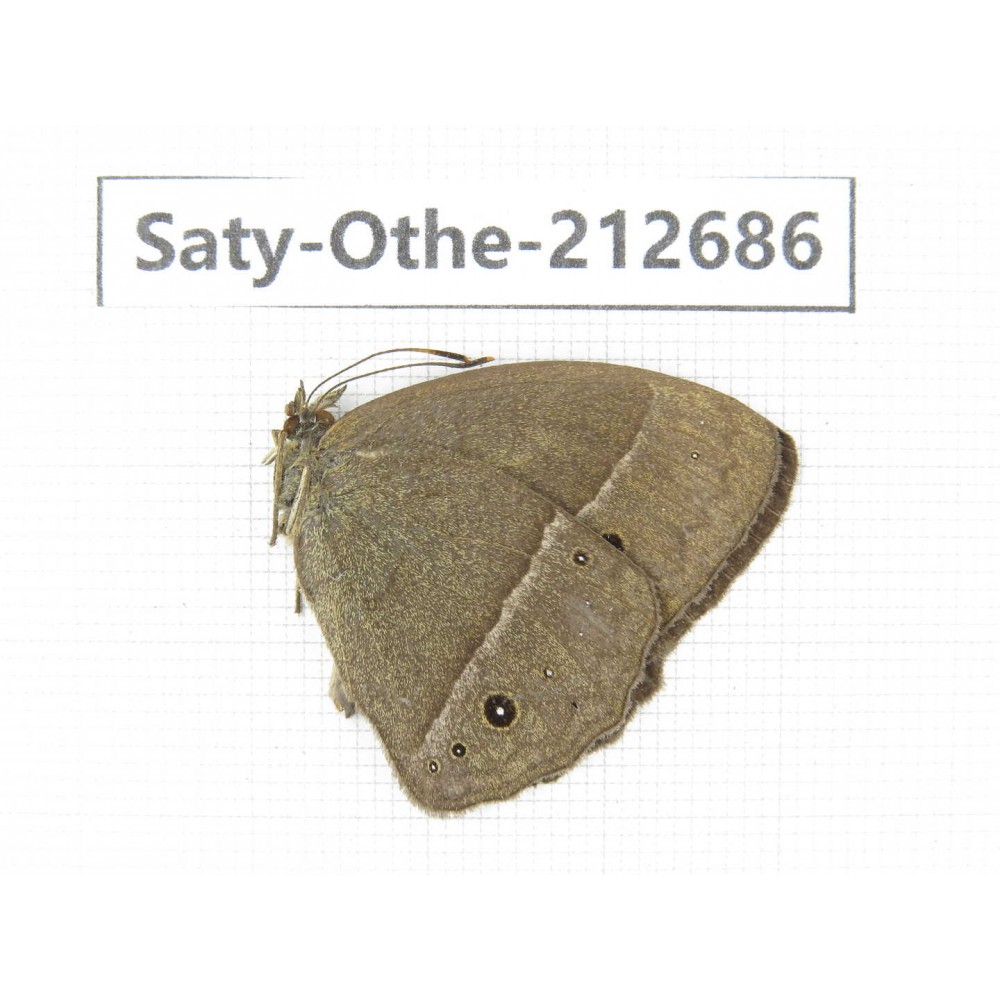 Mycalesis sp. China, Yunnan, Nujiang, N of Mt.Biluoxueshan. 1M. Saty-Othe-212686.
