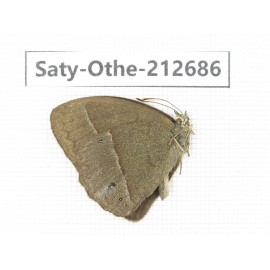 Mycalesis sp. China, Yunnan, Nujiang, N of Mt.Biluoxueshan. 1M. Saty-Othe-212686.