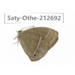 Mycalesis sp. China, Yunnan, Nujiang, N of Mt.Biluoxueshan. 1M. Saty-Othe-212692.