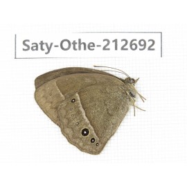 Mycalesis sp. China, Yunnan, Nujiang, N of Mt.Biluoxueshan. 1M. Saty-Othe-212692.