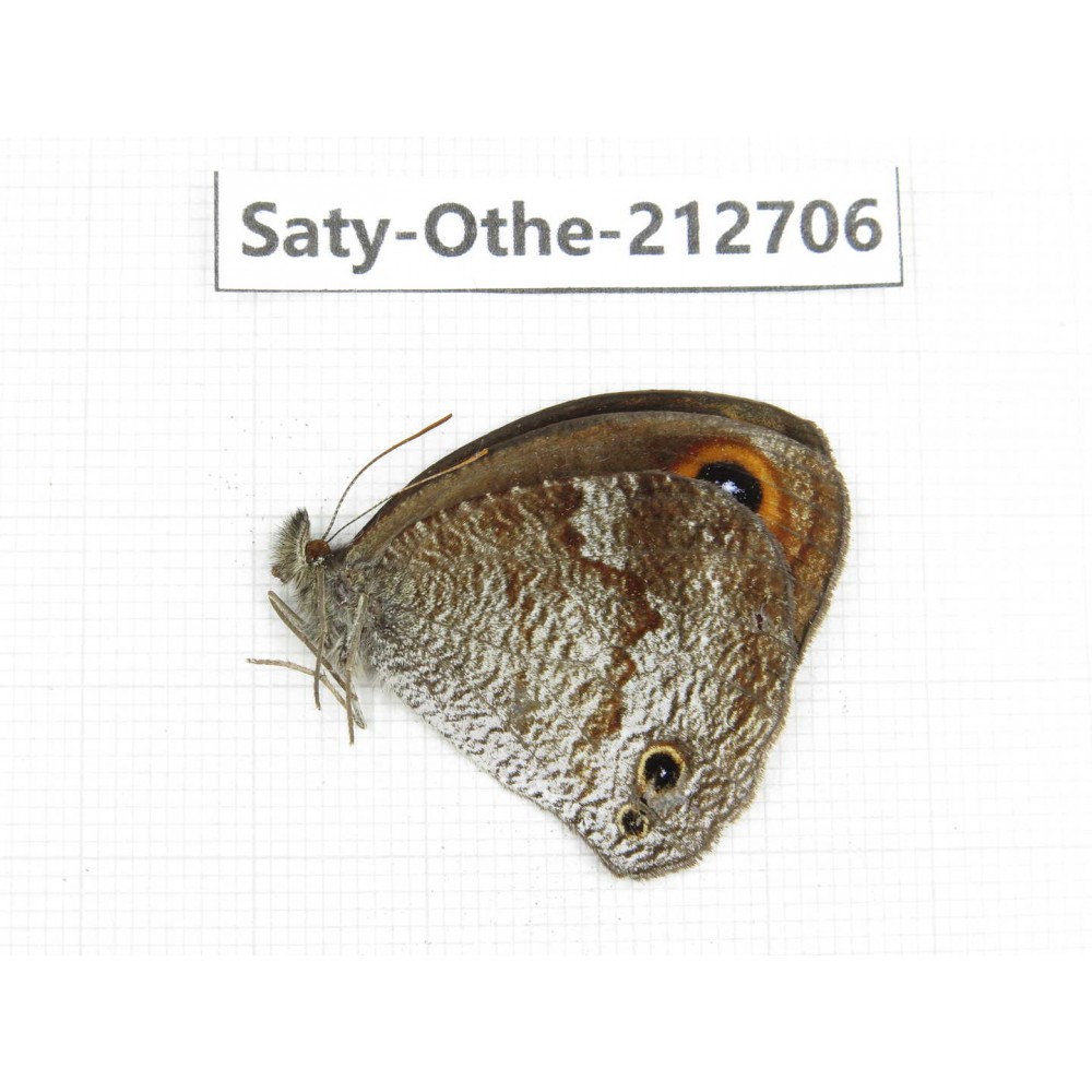 Callerebia polyphemus. China, Yunnan, Nujiang, N of Mt.Biluoxueshan. 1M. Saty-Othe-212706.