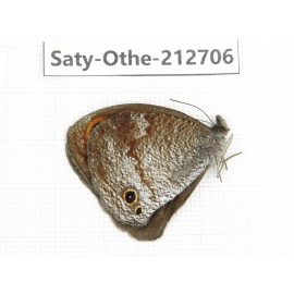 Callerebia polyphemus. China, Yunnan, Nujiang, N of Mt.Biluoxueshan. 1M. Saty-Othe-212706.