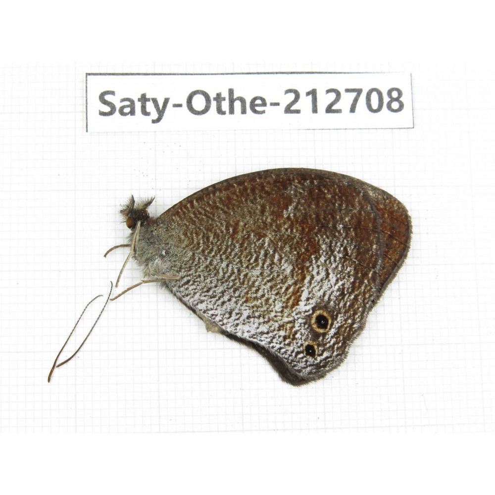 Callerebia polyphemus. China, Yunnan, Nujiang, N of Mt.Biluoxueshan. 1M. Saty-Othe-212708.