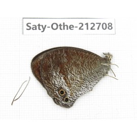 Callerebia polyphemus. China, Yunnan, Nujiang, N of Mt.Biluoxueshan. 1M. Saty-Othe-212708.