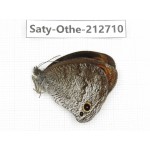 Callerebia polyphemus. China, Yunnan, Nujiang, N of Mt.Biluoxueshan. 1M. Saty-Othe-212710.