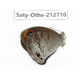 Callerebia polyphemus. China, Yunnan, Nujiang, N of Mt.Biluoxueshan. 1M. Saty-Othe-212710.