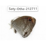 Callerebia polyphemus. China, Yunnan, Nujiang, N of Mt.Biluoxueshan. 1M. Saty-Othe-212711.