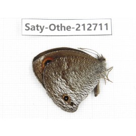 Callerebia polyphemus. China, Yunnan, Nujiang, N of Mt.Biluoxueshan. 1M. Saty-Othe-212711.