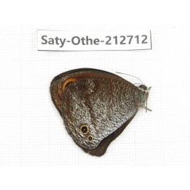 Callerebia polyphemus. China, Yunnan, Nujiang, N of Mt.Biluoxueshan. 1M. Saty-Othe-212712.