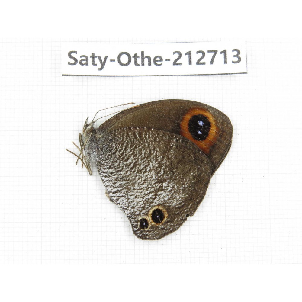 Callerebia polyphemus. China, Yunnan, Nujiang, N of Mt.Biluoxueshan. 1M. Saty-Othe-212713.