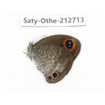 Callerebia polyphemus. China, Yunnan, Nujiang, N of Mt.Biluoxueshan. 1M. Saty-Othe-212713.