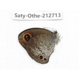 Callerebia polyphemus. China, Yunnan, Nujiang, N of Mt.Biluoxueshan. 1M. Saty-Othe-212713.