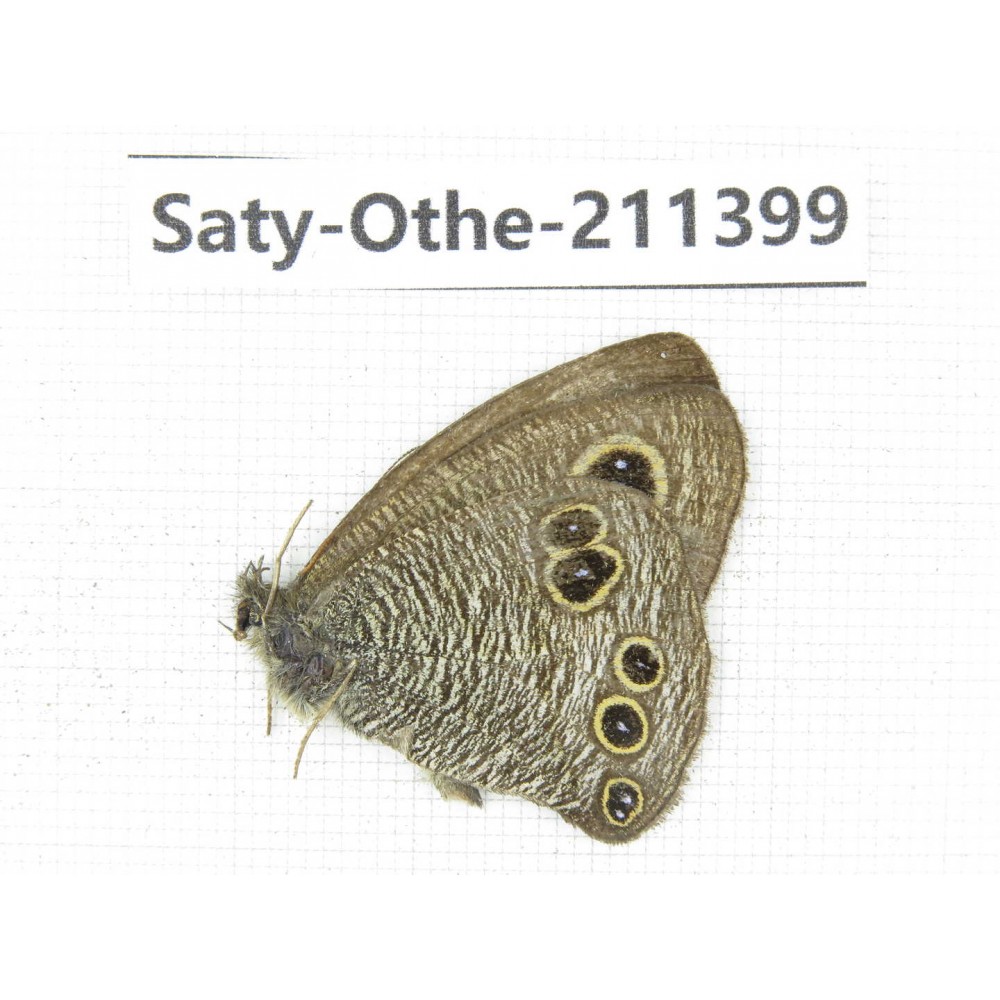 Ypthima sp. China, Yunnan, Nujiang, N of Mt.Biluoxueshan. 1M. Saty-Othe-211399.