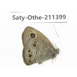 Ypthima sp. China, Yunnan, Nujiang, N of Mt.Biluoxueshan. 1M. Saty-Othe-211399.