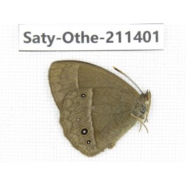 Mycalesis sp. China, Yunnan, Nujiang, N of Mt.Biluoxueshan. 1M. Saty-Othe-211401.
