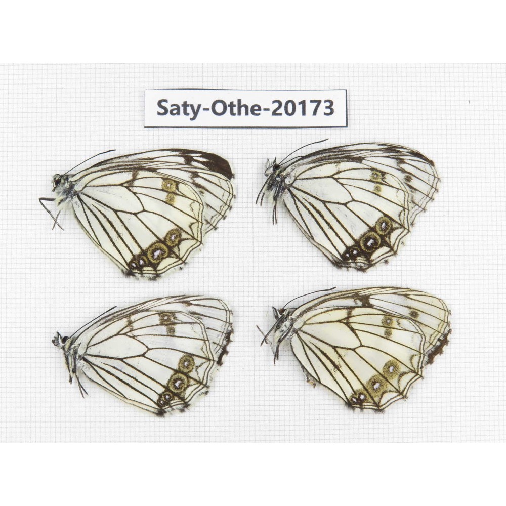 Melanargia asiatica. China, Yunnan, Xiangerila,  Weixi county. 4M. Saty-Othe-20173.