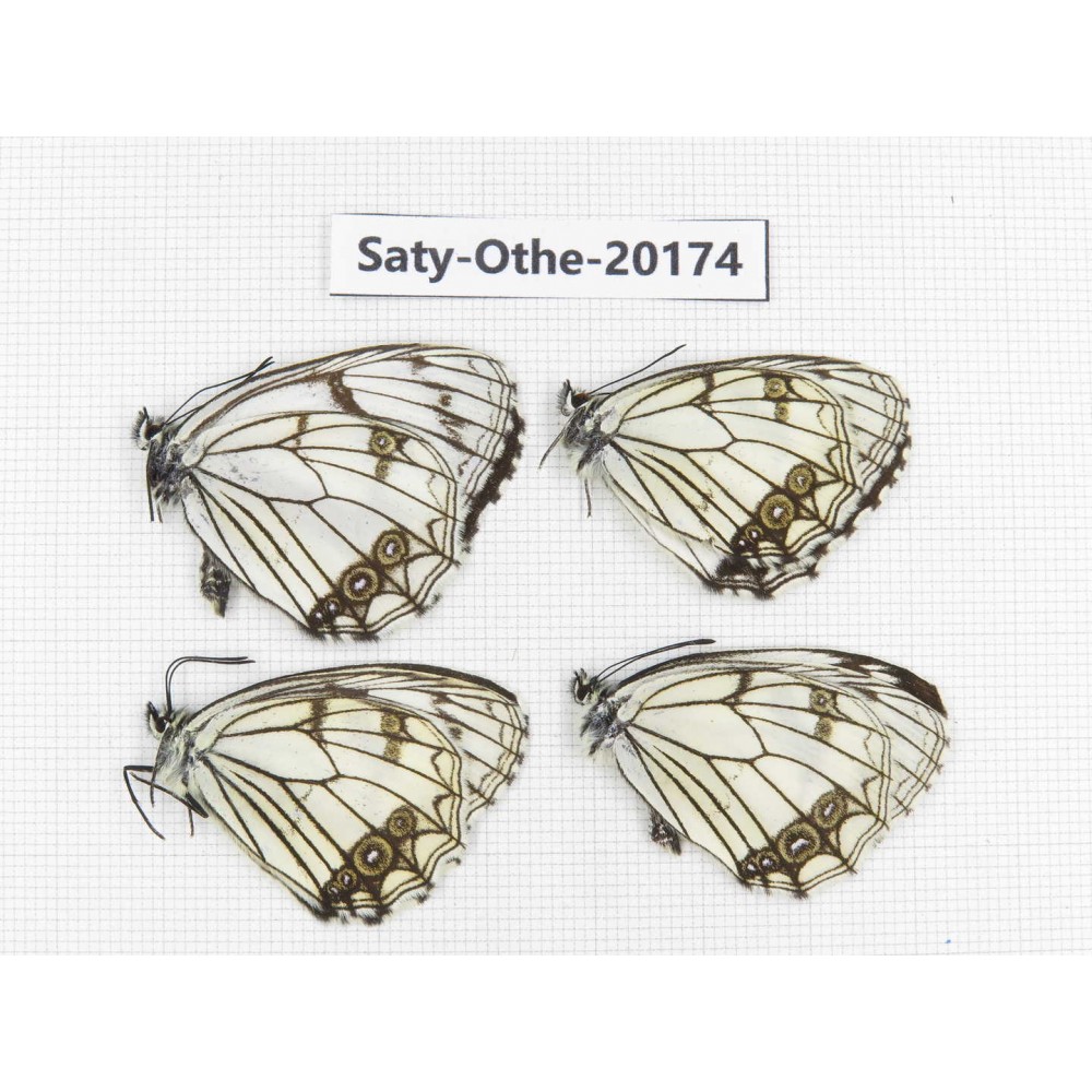 Melanargia asiatica. China, Yunnan, Xiangerila,  Weixi county. 4M. Saty-Othe-20174.
