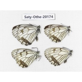 Melanargia asiatica. China, Yunnan, Xiangerila,  Weixi county. 4M. Saty-Othe-20174.