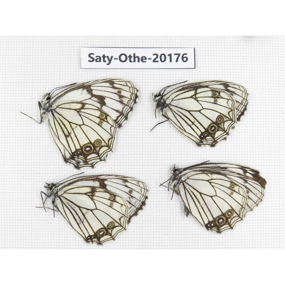 Melanargia asiatica. China, Yunnan, Xiangerila,  Weixi county. 4M. Saty-Othe-20176.